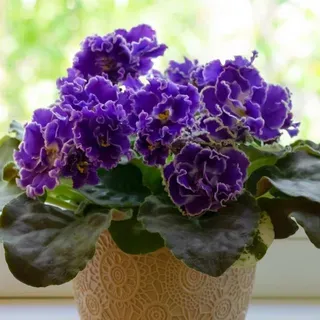 thumbnail for publication: African Violets